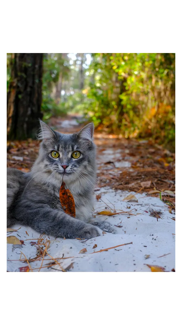 Stunning Grey cat holds a leaf in it’s mouth, located in a picturesque Florida forest. thumbnail