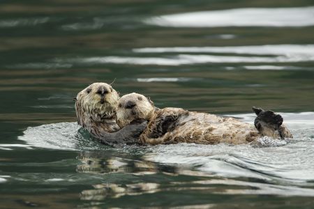 Wolves on Pleasant Island are actively hunting and eating sea otters.