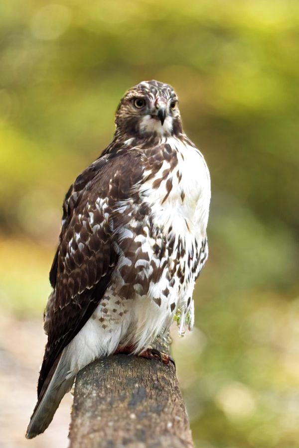 Big redtail hawk thumbnail