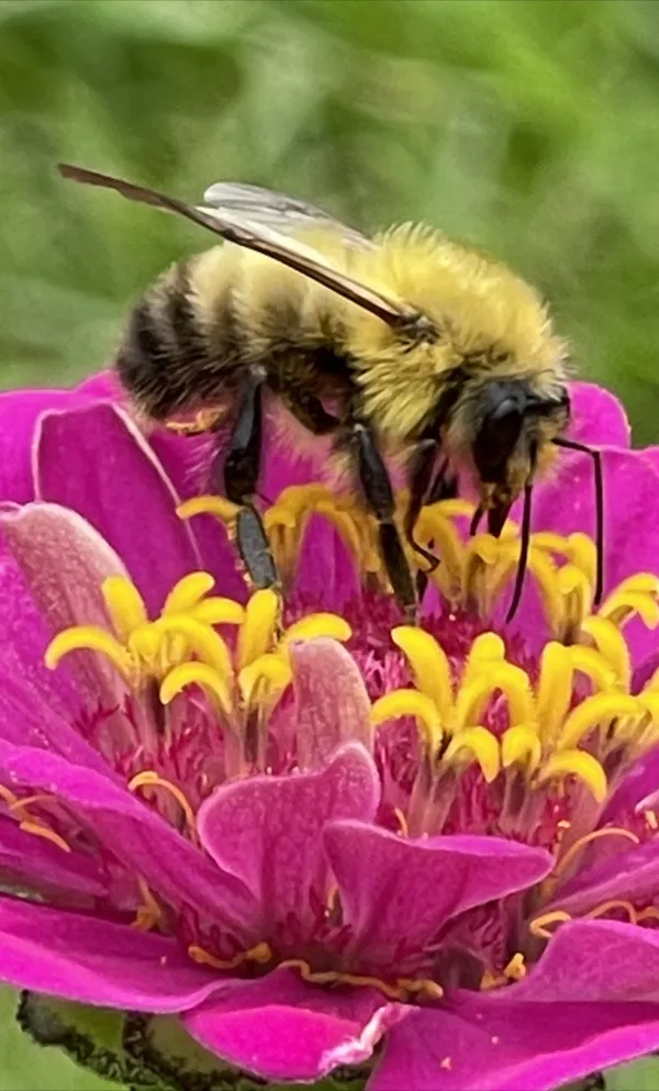 Bee on Zinnia in my Flower Garden thumbnail