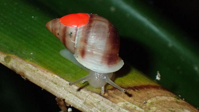 Red Snail -  Canada