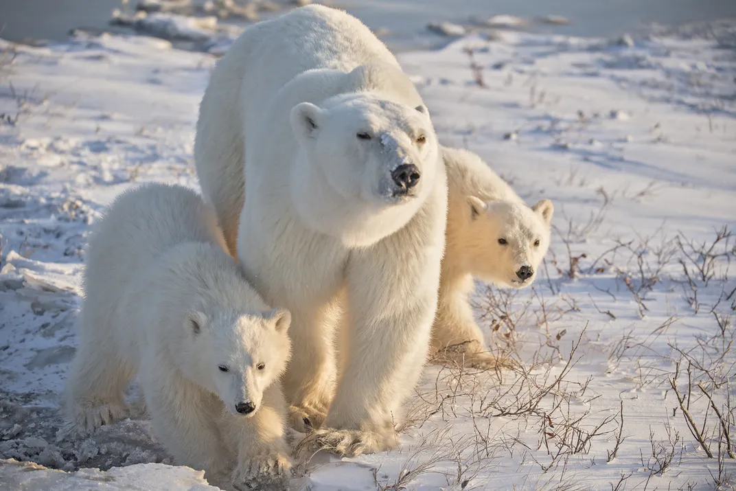 Polar bear55 | Smithsonian Photo Contest | Smithsonian Magazine