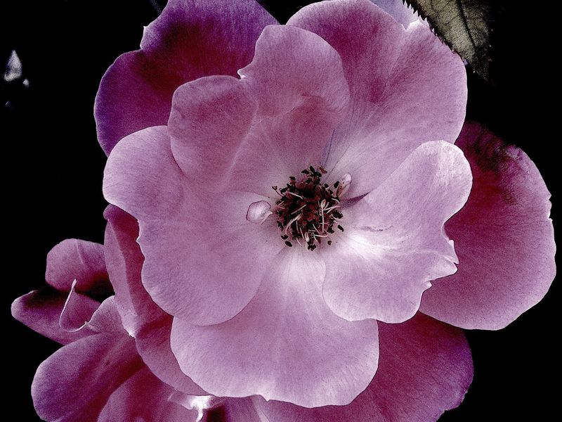 Blushing Bloom Smithsonian Photo Contest Smithsonian Magazine