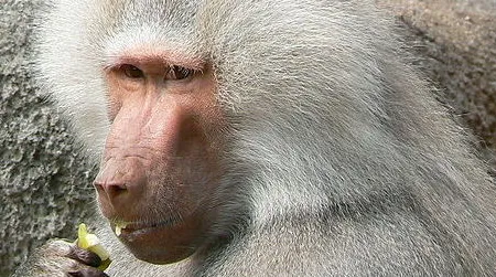 Hamadryas baboons live in complex, multilevel societies. A pair of anthropologists say Homo erectus did, too.