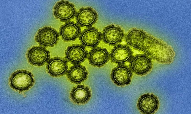H1N1_virus_particles-lo.jpg