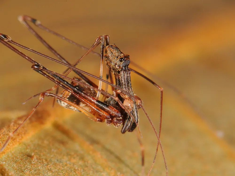 Researchers at the Smithsonian's National Museum of Natural History traveled the world and made many new discoveries this year—including 18 new species of pelican spiders. (Nikolai Scharff)