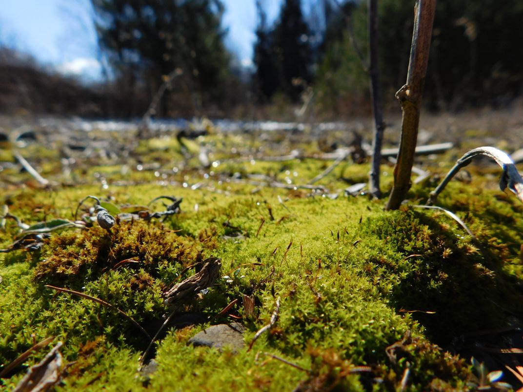 Early spring ground cover. | Smithsonian Photo Contest | Smithsonian ...