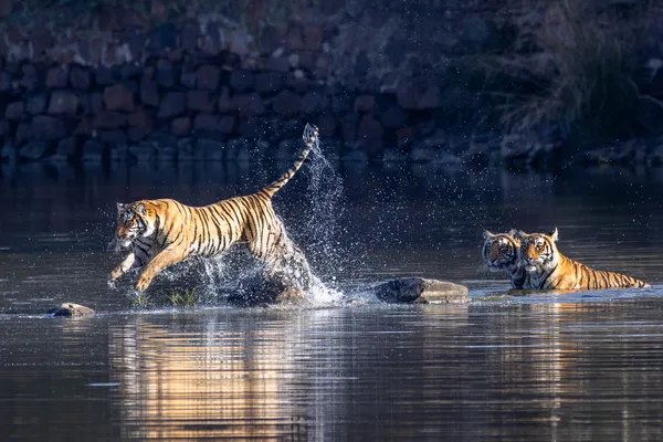 A Tiger Jumping Over Rocks thumbnail