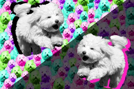 1000 embryos and 123 surrogate dogs were required to make the first pair of cloned dogs, in 2005. Last month, Barbra Streisand revealed that her two dogs, Miss Violet and Miss Scarlett, were clones of her late Coton de Tulear Samantha.