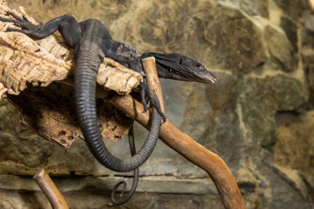Black tree monitor (lizard) with dark coloration, an elongated body and a long, slender tail rests on a branch