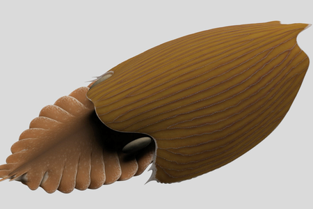 T. gainesi  was enormous compared to other ocean creatures living during the Cambrian era, measuring almost 2 feet or half a meter long when most other species measured about the size of a pinky finger.
