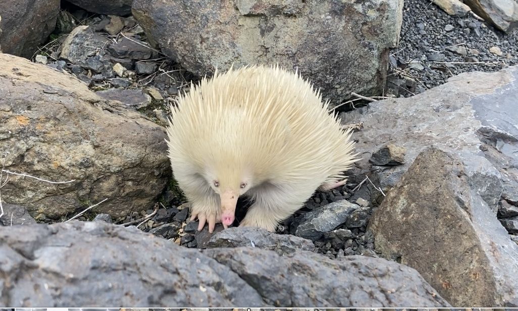 a white echidna with a pink nose amid rocks