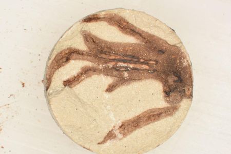 A "fossil" that was baked in a lab in about 24 hours. 