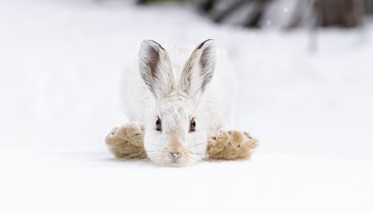 Celebrate Winter in the Wild With 15 Photos of Animals Enjoying the Snow