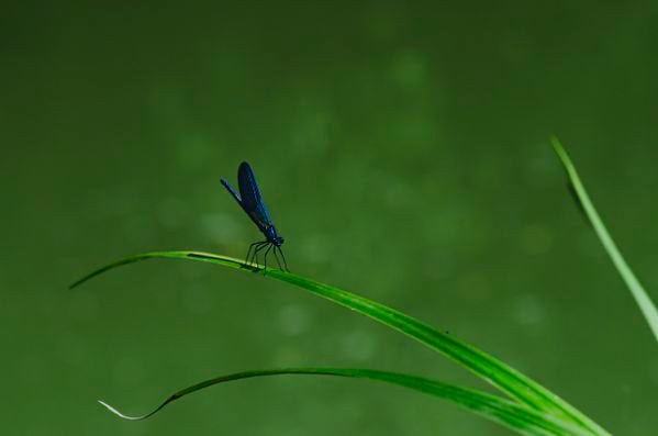 A blue dragonfly thumbnail