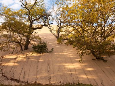 The rapidly moving Mount Baldy dune has consumed everything in its sandy wake, including fungus-ridden black oak trees that are thought to be the source of the mysterious tunnels. 
