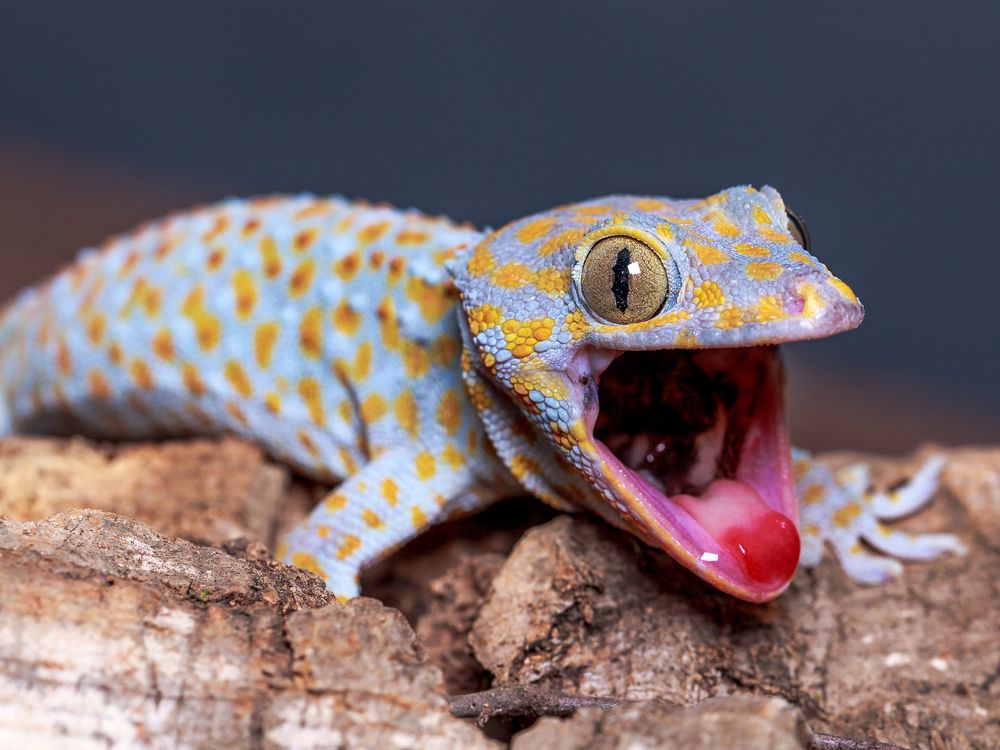a light blue gecko with orange and red spots has its mouth wide open