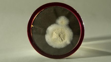 The original penicillin mold discovered by Fleming is in the collections held at the American History Museum