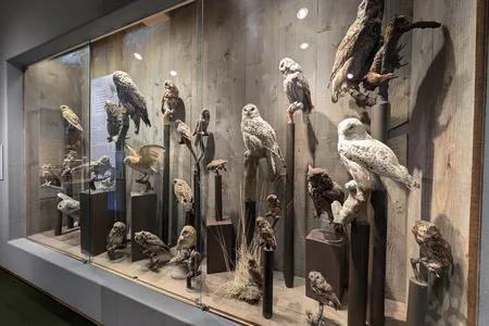 A popular display in the Whatcom Museum&rsquo;s Hall of Birds features several owls.