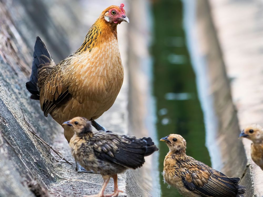 Red Junglefowl