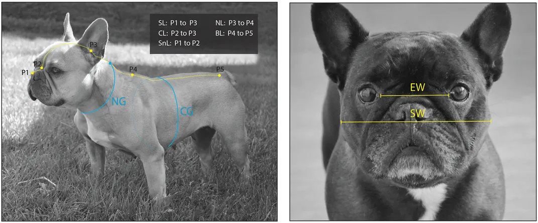 The Evolution of Petface