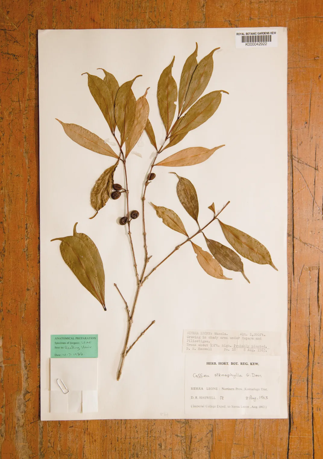 A dried sample of Coffea stenophylla