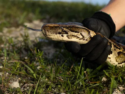 Participants of the 2022 Florida Python Challenge captured a total of&nbsp;231 invasive pythons during the ten-day competition.&nbsp;