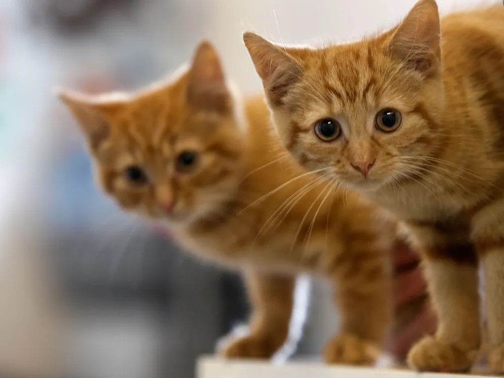 Two orange kittens look at the camera