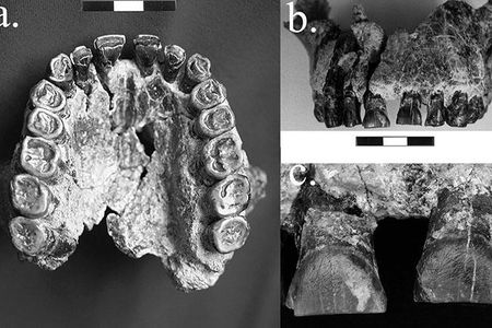 Striations on teeth of a Homo habilis fossil 1.8 million years old suggest the earliest evidence in the fossil record for right-handedness. Researchers believe the marks came from using a tool to try to cut food being pulled from the mouth with the left hand.