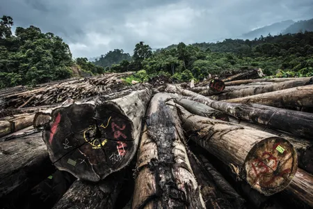 Tropical hardwoods wait to be milled into boards near the coastal city of Miri.