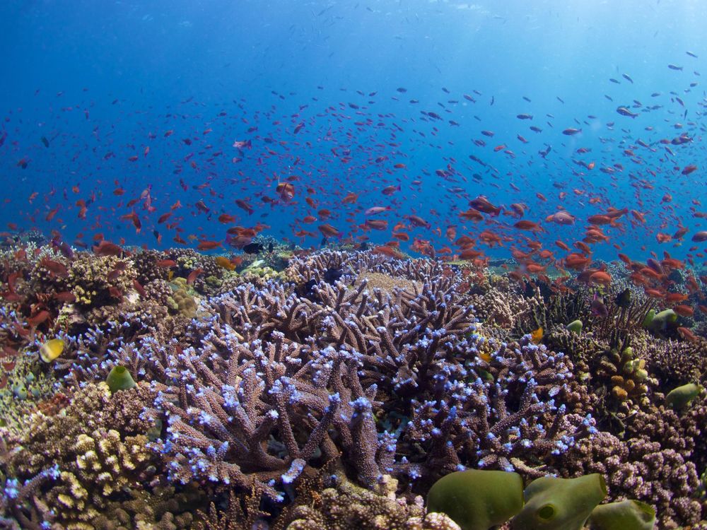 Illuminating the Ocean’s Teeming Twilight Zone, Before It Disappears