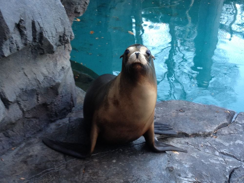 A sea lion looks into the camera