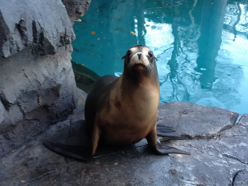 Beloved Sea Lion at National Zoo Dies Unexpectedly | Smithsonian