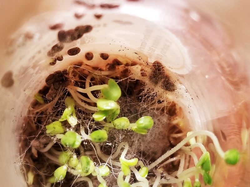 Chia seeds growth Smithsonian Photo Contest Smithsonian Magazine