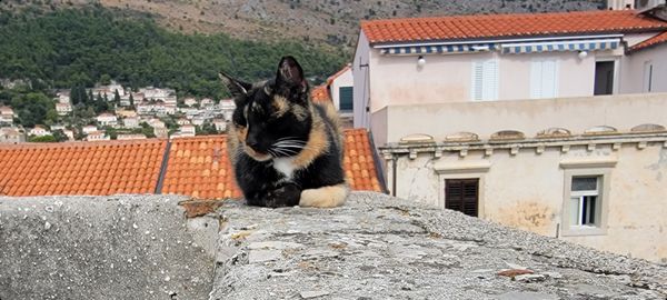 Cat atop the old city wall in Dubrovnik Croatia thumbnail