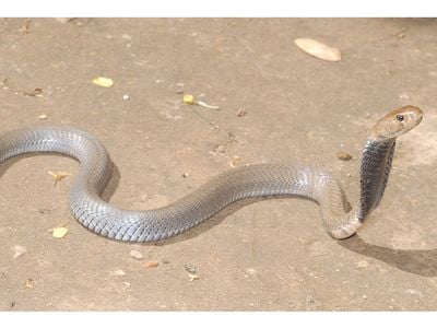 The black-necked spitting cobra (Naja nigricollis) that sprayed venom into Wandege’s eye.