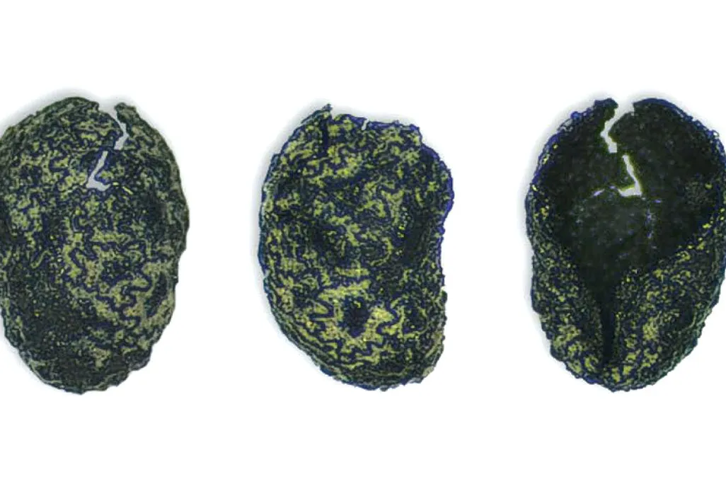 Charred tobacco seeds against a white background