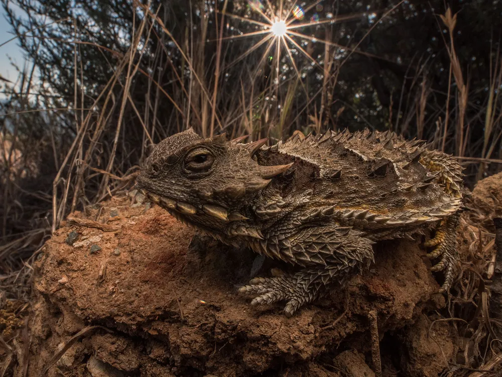 Coast Horned Lizard