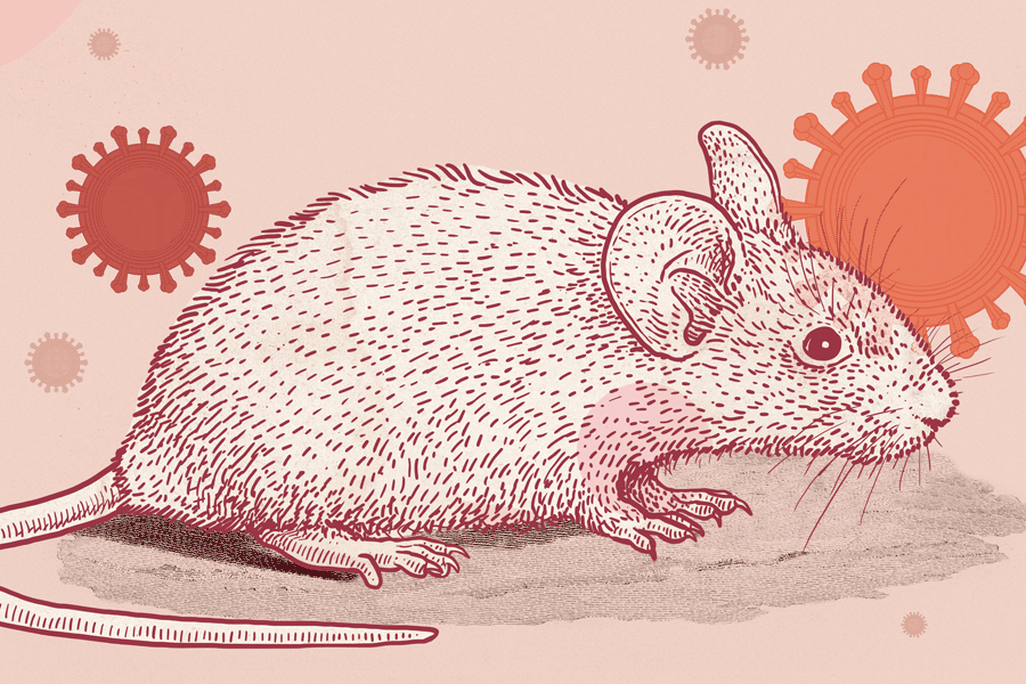 Illustration of a mouse with coronaviruses in the background