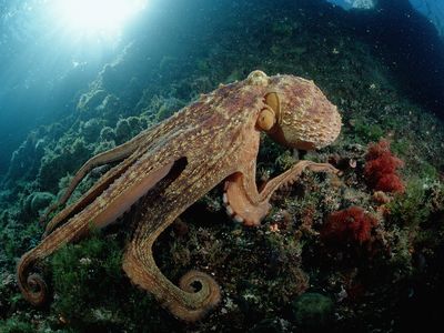 A common octopus (Octopus vulgaris) stretches out on a reef environment beneath the sea.
