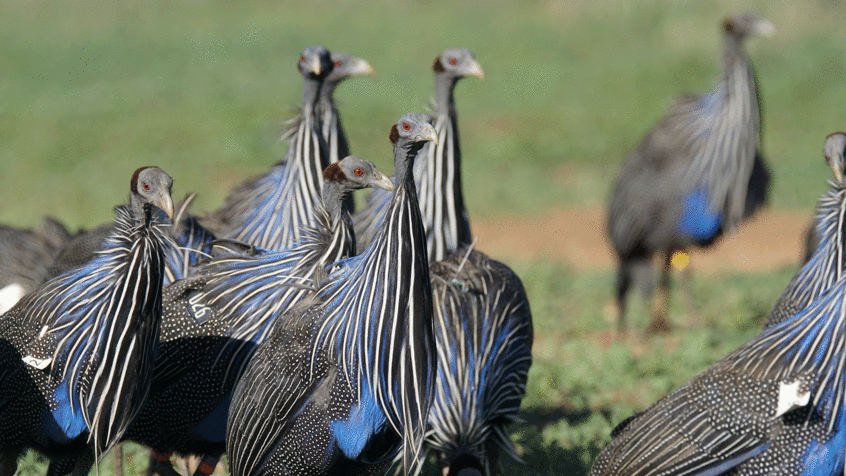 Vulturine Guineafowl