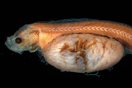 A juvenile tapetail in the process of becoming an adult grows a huge liver.