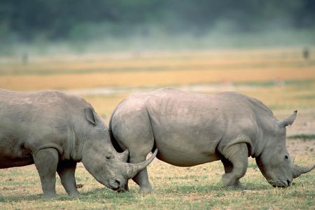White rhinos are considered a conservation sucess after near extinction in the 19th century, their numbers now classify them as Near Threatened