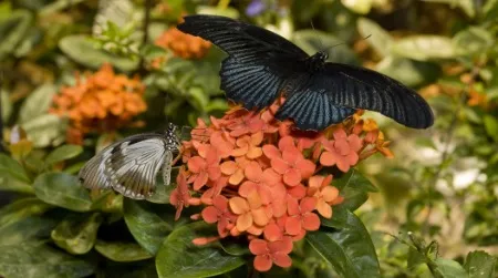 Visit the Butterfly Pavilion at the Natural History Museum