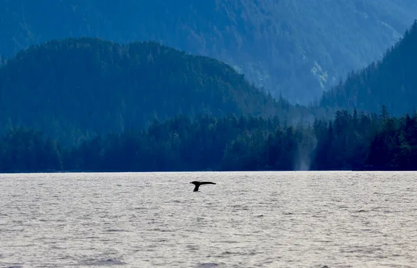 A cresting whale with another one blowing its hole beside it thumbnail