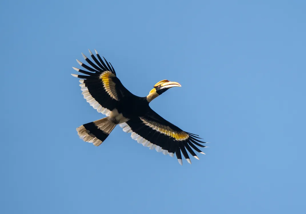 Great Hornbill in flight in Chitwan National Park, Nepal