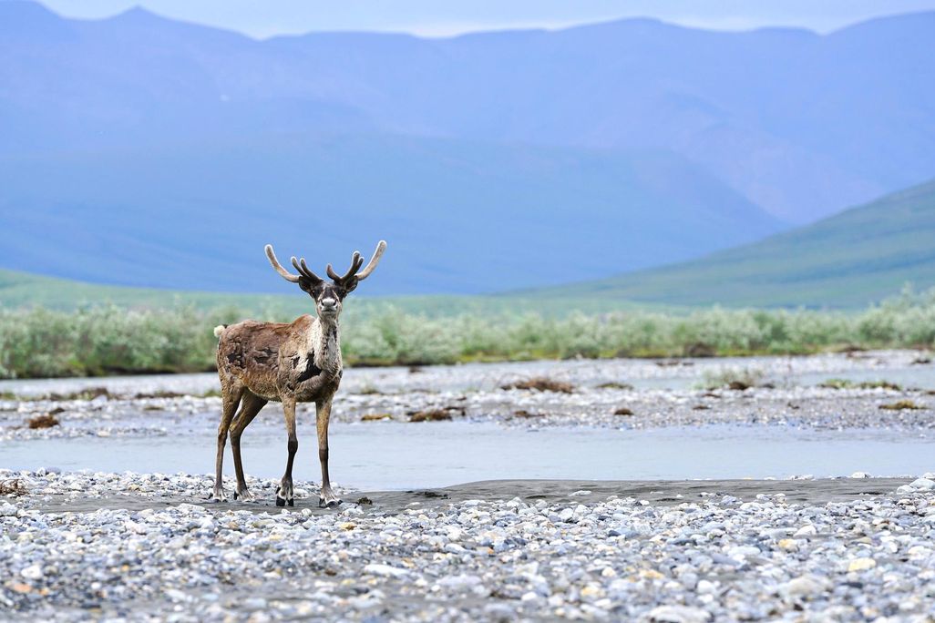 A landscape photo of the refuge. A caribou is in the foreground, standing on the rocky banks of a shallow pool of water. Tall, green mountains stretch up to the top of the photograph. 