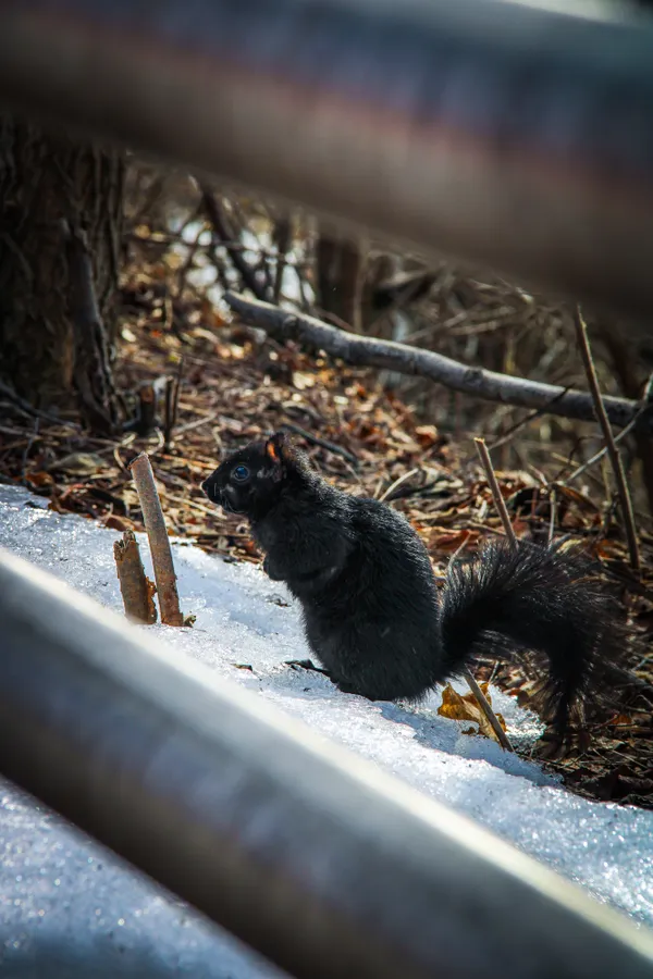 A Black Squirrel thumbnail
