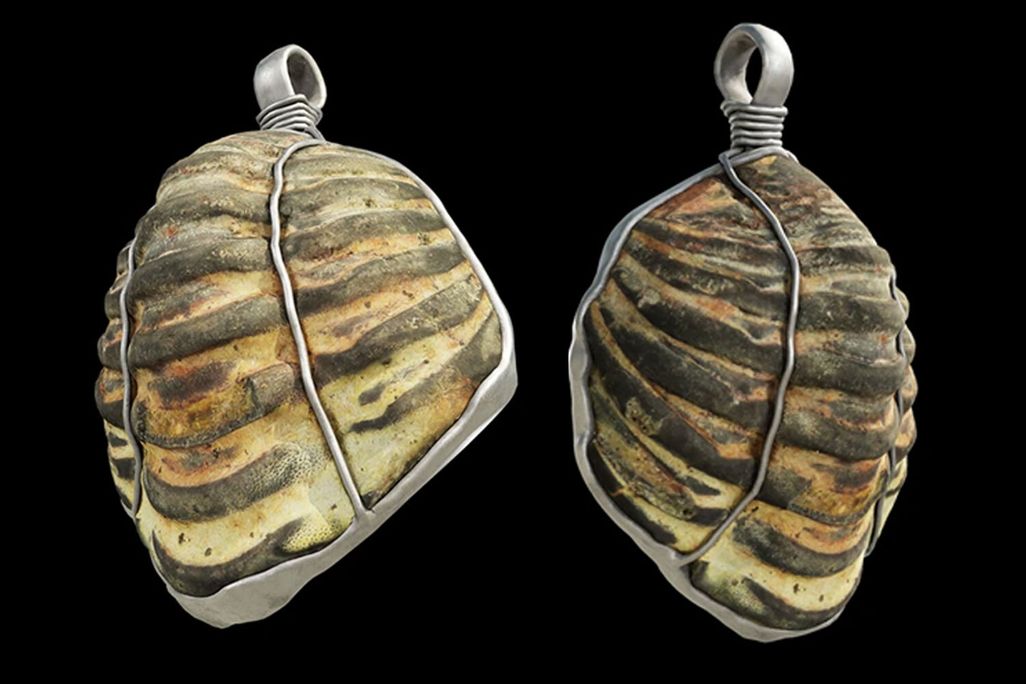 Trilobite fossil