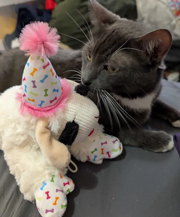 My cat Smokey and Lamb chop dog toy thumbnail